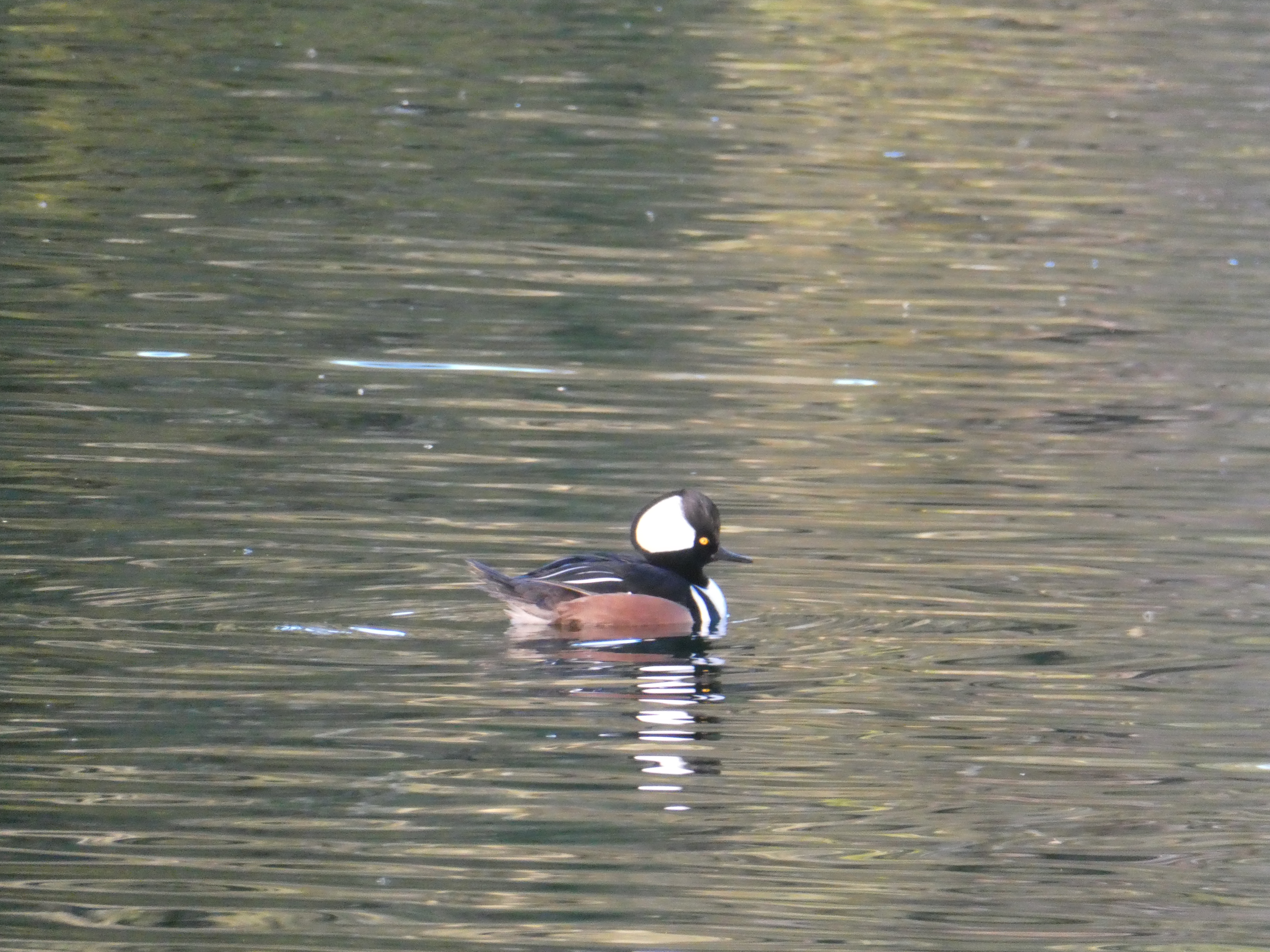 Male Hooded Merganser
